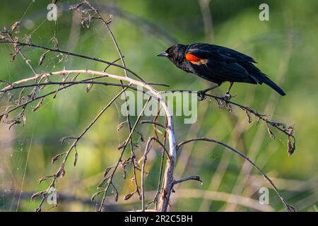 blackbird ailé rouge (Agelaius phoeniceus) au parc national Paynes Prairie Preserve à Micanopy, en Floride, près de Gainesville. (ÉTATS-UNIS) Banque D'Images