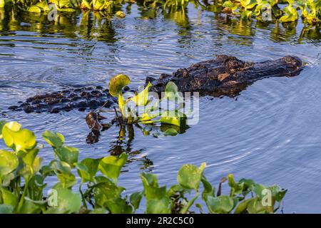 Alligator américain (Alligator mississippiensis) nageant au milieu d'une jacinthe d'eau au parc national Paynes Prairie Preserve à Micanopy, en Floride. (ÉTATS-UNIS) Banque D'Images