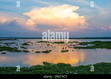 Coucher de soleil au parc national Paynes Prairie Preserve à Micanopy, Floride, près de Gainesville. (ÉTATS-UNIS) Banque D'Images