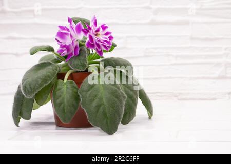 Violettes de saintpaulias en fleurs sur une table sur fond blanc. Mini plante en pot. Décoration chaleureuse. Copier l'espace Banque D'Images