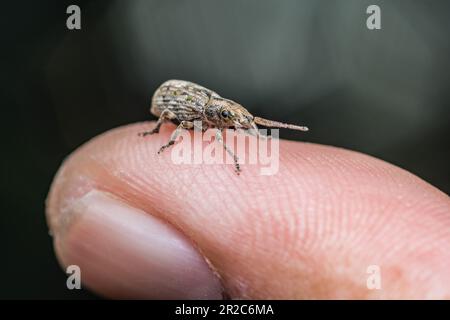 Weevil de coléoptère blanc reposant sur le doigt humain le matin, photo d'insecte en Thaïlande. Banque D'Images