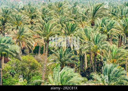 vue aérienne sur la plantation de palmiers en arrière-plan. Il y a beaucoup de palmiers vert lumineux dans la forêt. Banque D'Images