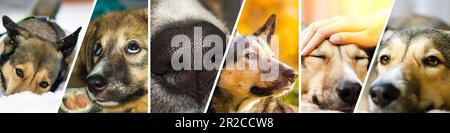 Collage fait de chiens drôles. Concept, animaux de compagnie amour, vie animale. Copier l'espace Banque D'Images