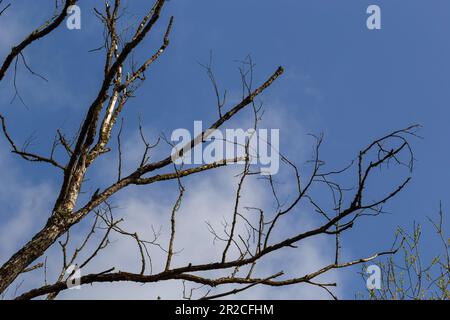 branches d'arbre sèches sur fond bleu ciel, arbre mort concept de protection de l'environnement. Banque D'Images