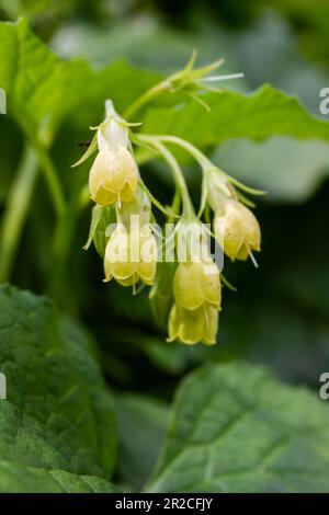 Floraison Symphytum tuberosum dans la forêt, printemps-début d'été, environnement naturel. Plante médicinale. Banque D'Images