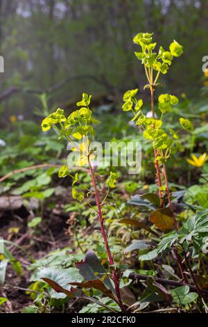 Gros plan des fleurs jaunes du sphèce de cyprès Euphorbia cyparissias ou du sphèce de feuilles Euphorbia esula. Banque D'Images