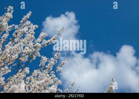 Foyer sélectif de belles branches de fleurs de prune sur l'arbre sous ciel bleu, belles fleurs Sakura pendant la saison de printemps dans le parc, Floral p Banque D'Images