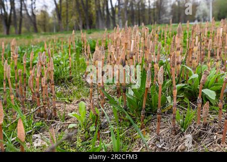 L'Equisetum arvense, l'horsetail de terrain ou l'horsetail commun, est une plante herbacée vivace de la famille des Equisetaceae. Plante d'horsetail Equisetum arv Banque D'Images