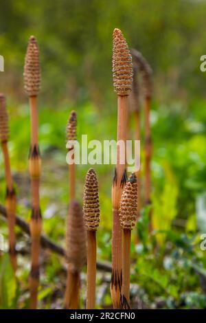 L'Equisetum arvense, l'horsetail de terrain ou l'horsetail commun, est une plante herbacée vivace de la famille des Equisetaceae. Plante d'horsetail Equisetum arv Banque D'Images