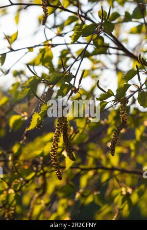 Vue rapprochée des chatons jaunes fleuris sur un bouleau de rivière betula nigra au printemps, avec fond bleu ciel. Banque D'Images