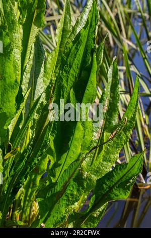 Gros plan des irisses du drapeau jaune Iris pseudacorus et du Grand quai d'eau Rumex hydrolapatum. Banque D'Images