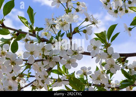 Foyer sélectif de belles branches de cerisiers en fleurs sur l'arbre sous ciel bleu, belles fleurs Sakura pendant la saison de printemps dans le parc, Floral Banque D'Images