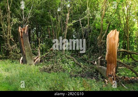 Arbre endommagé dans la forêt verte. Arbre qui a été frappé par la foudre lors d'une grave tempête estivale. Banque D'Images