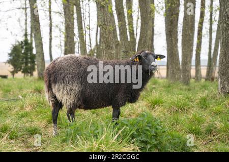 Portrait d'un mouton debout dans un champ. Gardien de paysage. Réserve de biosphère de l'archipel estonien occidental. Banque D'Images