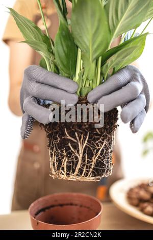 Gros plan du jardinier et du système racinaire spathiphyllum féminin Banque D'Images