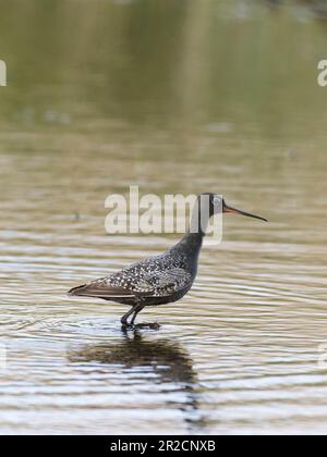 Queue rouge tachetée (Tringa erythropus) marchant dans des eaux peu profondes Banque D'Images