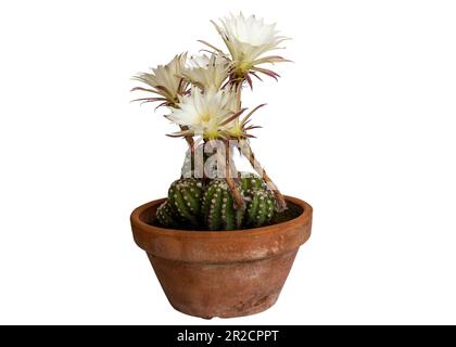 Gros plan d'une fleur de cactus isolée sur fond blanc Banque D'Images