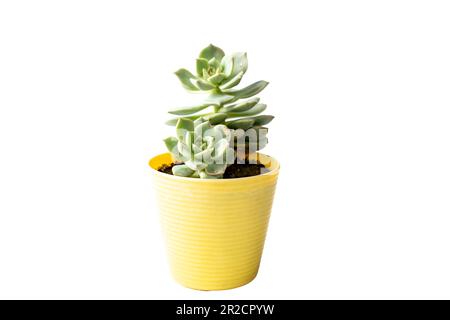 Echeveria plante succulente dans un pot en plastique jaune Banque D'Images