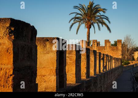 Fortification mur en pierre avec palmier à Alcudia pendant le coucher du soleil. Célèbre vieille ville de Majorque, Espagne. Destination du voyage Banque D'Images