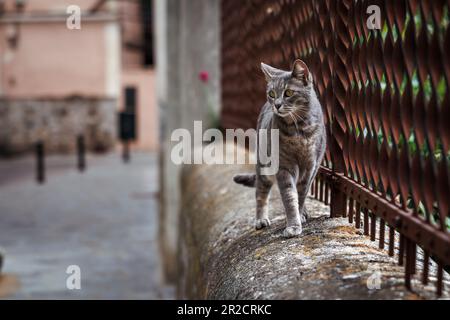 Chat tabby gris marchant sur le mur dans la rue Soller, Majorque Banque D'Images