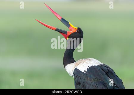 Un cigogne à bec de selle ouvre son bec tout en se toilettant au parc national d'Amboseli, au Kenya Banque D'Images