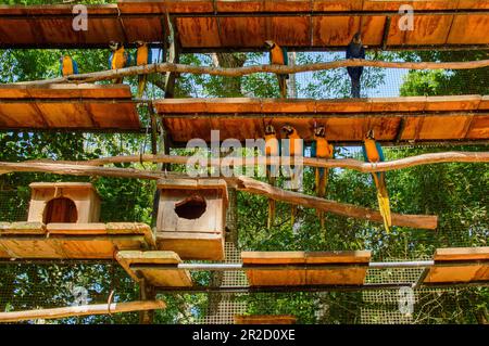 Dans cette collection captivante de photographies, se déroule une tapisserie hypnotique de diversité animale. De la grâce envolée d'un aigle en vol à la Banque D'Images