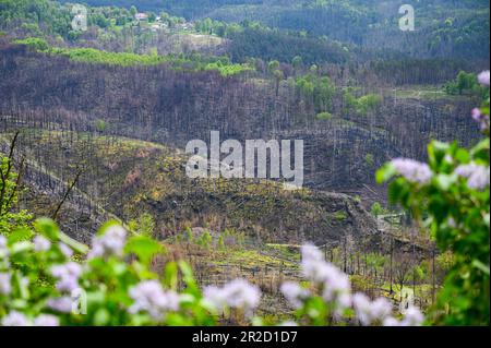 Hrensko, République tchèque. 17th mai 2023. Vue depuis le rocher de la porte Prebisch jusqu'aux arbres carbonisés de la Suisse de Bohême après les feux de forêt à l'été 2022. Le parc national avec son paysage rocailleux unique borde directement la Suisse saxonne du côté allemand. Le parc national de la Suisse saxonne a également été gravement touché par les feux de forêt dévastateurs de l'été dernier. Crédit : Robert Michael/dpa/Alay Live News Banque D'Images