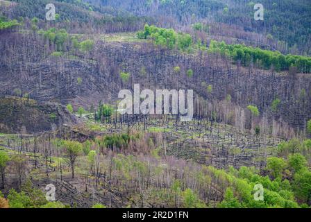 Hrensko, République tchèque. 17th mai 2023. Vue depuis le rocher de la porte Prebisch jusqu'aux arbres carbonisés de la Suisse de Bohême après les feux de forêt à l'été 2022. Le parc national avec son paysage rocailleux unique borde directement la Suisse saxonne du côté allemand. Le parc national de la Suisse saxonne a également été gravement touché par les feux de forêt dévastateurs de l'été dernier. Crédit : Robert Michael/dpa/Alay Live News Banque D'Images