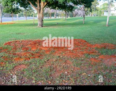 Grand anthill de fourmis de feu sur le sol de l'herbe Banque D'Images