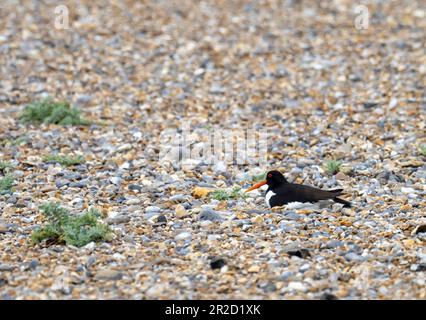 Un Oystercatcher eurasien, Haematopus ostralegus assis sur un nid sur la plage de CLEY Next the Sea, Norfolk, Royaume-Uni. Banque D'Images