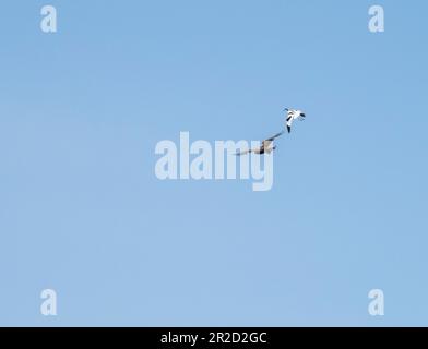 Un maréchal de l'Ouest Harrier, Circus aeruginosus attaqué par un pied Avocet; Recurvirostra avosetta, sur la réserve naturelle de CLEY à côté de la mer, NOR Banque D'Images