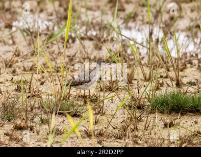 Un Sandpiper en bois, Tringa glareola sur la réserve naturelle de CLEY à côté de la mer, Norfolk, Royaume-Uni. Banque D'Images