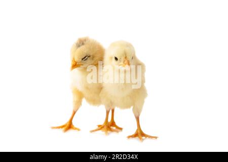 Deux jeunes poussins - poulets isolés sur blanc. Vue de dessus Banque D'Images