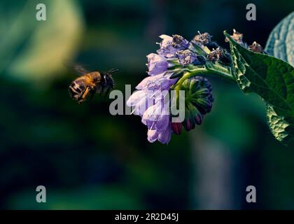 Photographez une officinalis comfréy aux rayons du soleil du matin avec une abeille collectant du miel. Banque D'Images