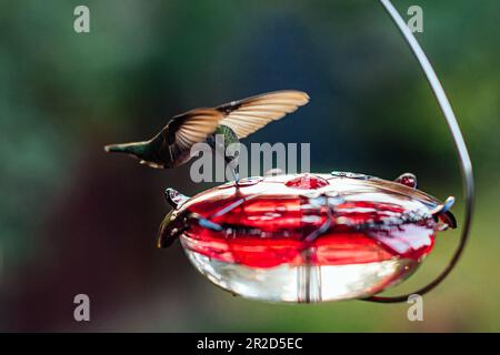 Colibri à gorge rubis femelle. Banque D'Images