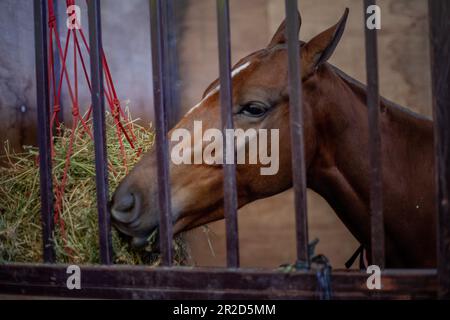 Argentine CABA cheval dans Corral manger de la luzerne Banque D'Images