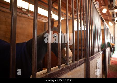 Argentine CABA cheval dans Corral manger de la luzerne Banque D'Images