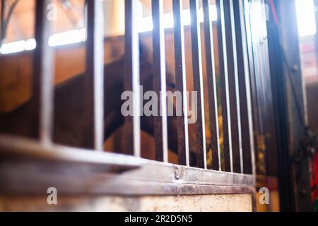 Argentine CABA cheval dans Corral manger de la luzerne Banque D'Images