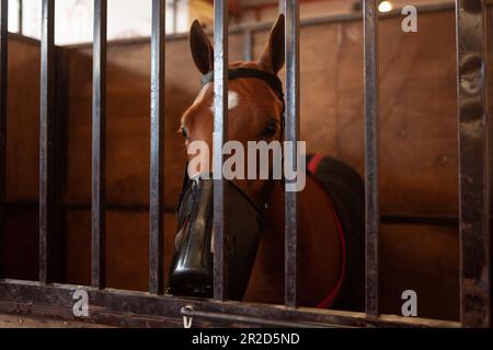 Argentine CABA cheval dans Corral manger de la luzerne Banque D'Images