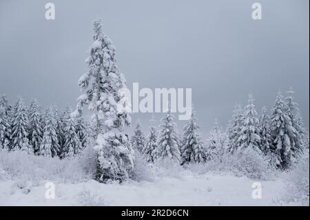 Une forêt de pins dans la neige Banque D'Images