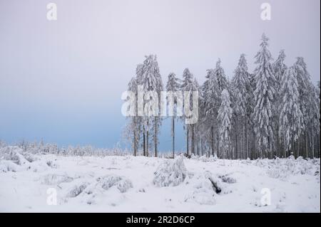 Une forêt de pins dans la neige Banque D'Images