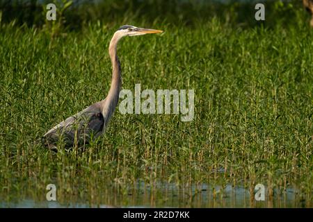 Un grand héron qui passe dans l'herbe de bambou Banque D'Images