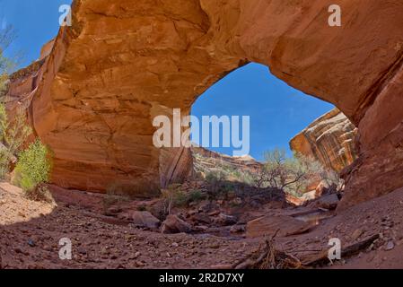 Arche du pont de Kachina au monument national de Natural Bridges UT Banque D'Images