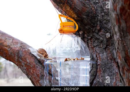 Garde-manger maison accrochée sur un arbre de Noël avec du grain et des noix dans la forêt pendant la journée Banque D'Images