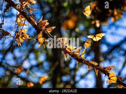 Les papillons monarques (Danaus plexippus) sont assis sur des branches de la forêt dans le parc El Rosario, réserve de la Biosfera Monarca. Angangueo, État Banque D'Images