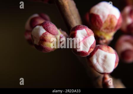 les fleurs d'abricot bourgeons branche sur un fond isolé Banque D'Images