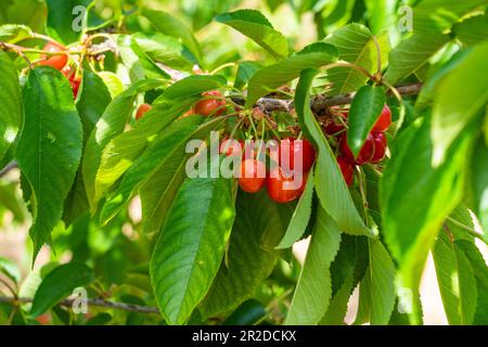 Cerise rouge sucrée sur des branches d'arbre, pleine de fruits rouges mûrs en été, foyer sélectif Banque D'Images