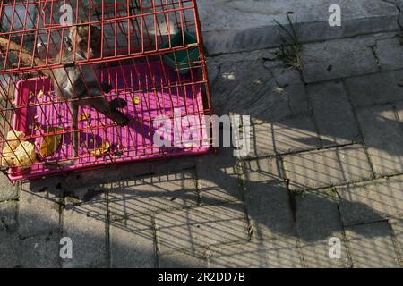 19 mai 2023, Yogyakarta, Yogyakarta, Indonésie: Des macaques à queue longue (Macaca fascicularis) sont vendues sur un marché animal à Yogyakarta. Selon la liste rouge de l'Union internationale pour la conservation de la nature (UICN), le macaque à longue queue et le macaque à queue de porc sont officiellement déclarés en danger dans la nature. Mais en Indonésie, les souffrances de ces espèces continuent car elles ne sont toujours pas protégées. Les singes-bébés sont pris de la forêt en tuant leurs mères et échangés sur le marché des animaux. Certains finissent comme mendiants de rue et certains deviennent des animaux de compagnie et sont exploités comme contenu matériel o Banque D'Images