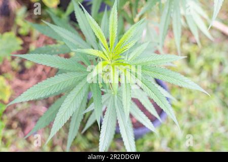 la tige de marijuana dans la ferme à l'extérieur est balançante quand le vent et la pluie sur un jour frais, feuille de vert de marijuana sur le jardin et personne aucune personne, flou de dos Banque D'Images