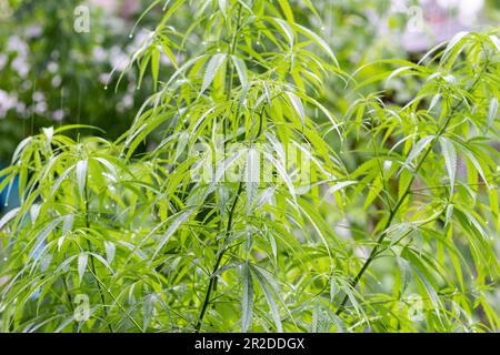 la tige de marijuana dans la ferme à l'extérieur est balançante quand le vent et la pluie sur un jour frais, feuille de vert de marijuana sur le jardin et personne aucune personne, flou de dos Banque D'Images